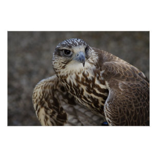 Pôster Falco cherrug