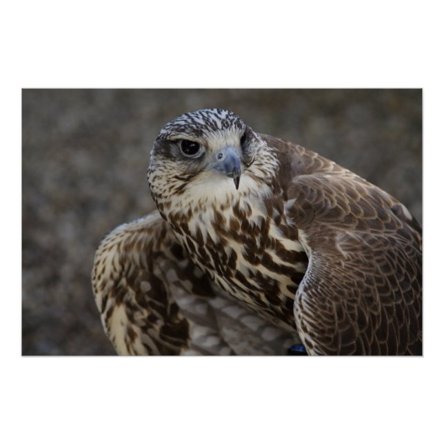 Pôster Falco cherrug (Frente)