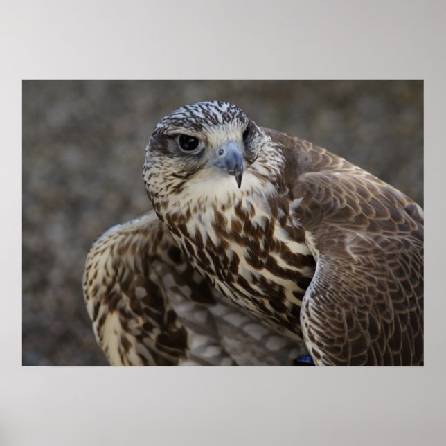 Pôster Falco cherrug (Frente)