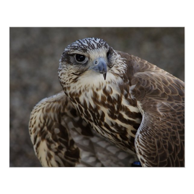 Pôster Falco cherrug (Frente)