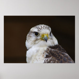 Pôster Falco cherrug Portrait