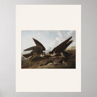 Poster Falcões-peregrinos por Audubon - Arte de Pássaros