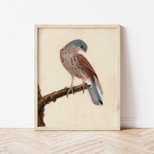 Poster Falcon Hen Kestrel   William Lewin