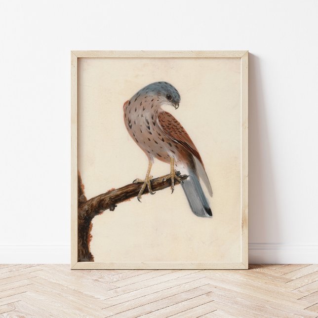 Poster Falcon Hen Kestrel | William Lewin (Criador carregado)