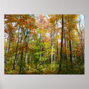 Poster Fall Forest I Autumn Landscape Photoshop