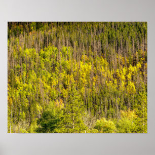 Poster Fall is Coming // Colorful Woodland