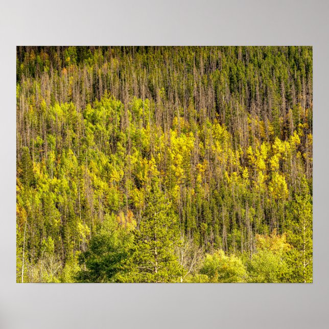 Poster Fall is Coming // Colorful Woodland (Frente)
