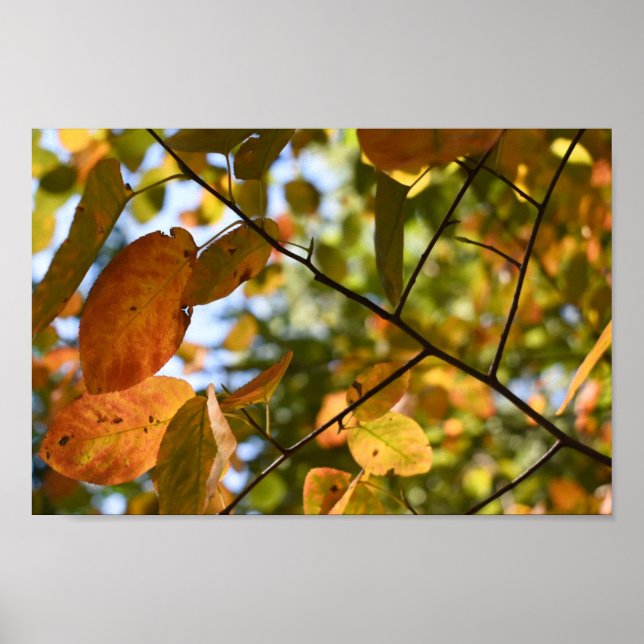 Poster Fall Leaf Autumn Leaves Sky Nature Photography (Frente)