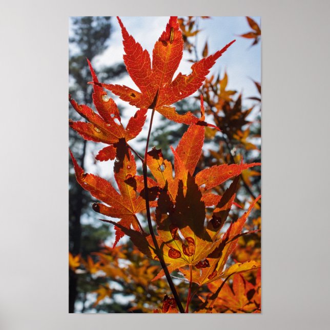 Poster Fall Leaves (Frente)