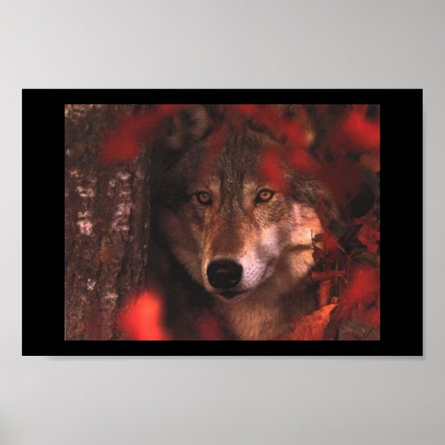 Poster Fall wolf (Frente)