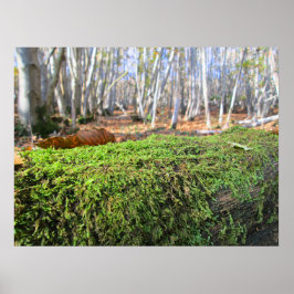 Poster Fallen Tree in Autumn Moss - Personalised