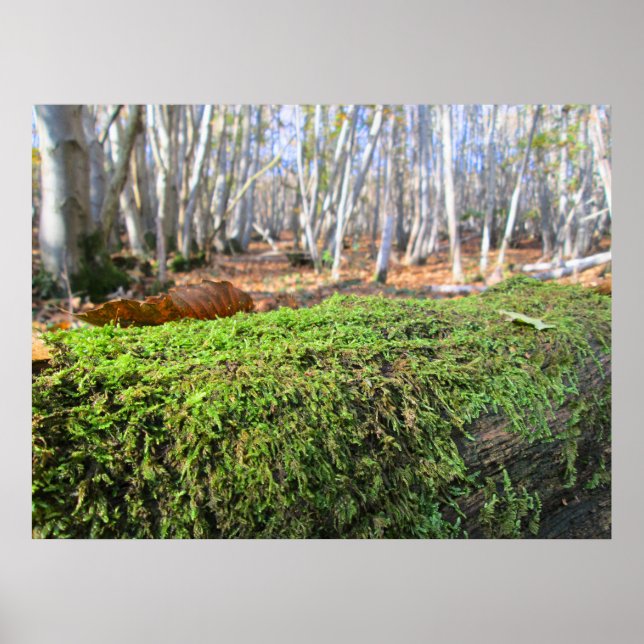 Poster Fallen Tree in Autumn Moss  - Personalised (Frente)