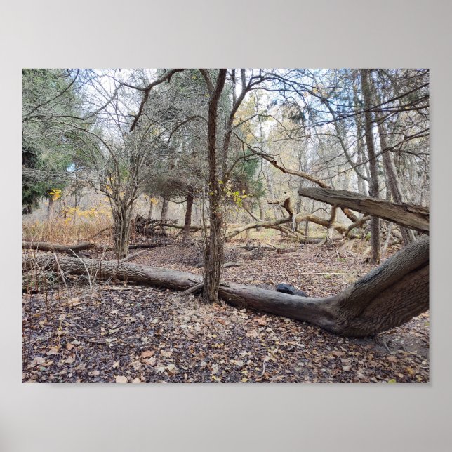 Poster Fallen Trees (Frente)