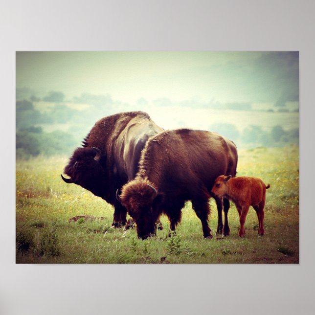 Poster Família Americana de Buffalo (Bison) (Frente)