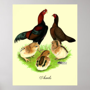 Pôster Família Aseel Black Red Chicken