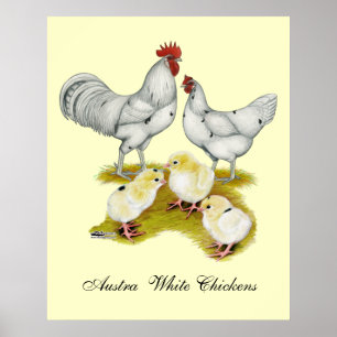 Pôster Família Austra White