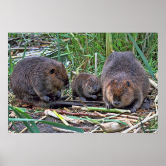 Pôster Família Beaver