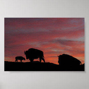 Poster Família Bison