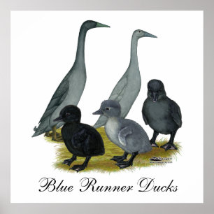 Poster Família Blue Runner Duck