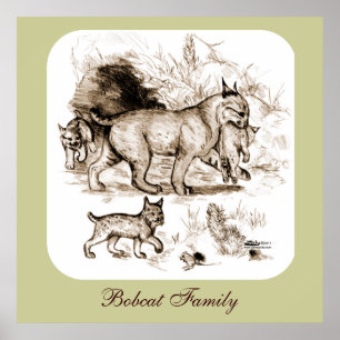 Poster Família Bobcat