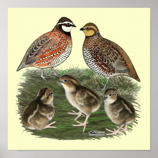 Poster Família Bobwhite Quail (Frente)