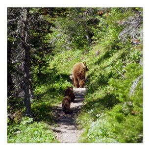 Pôster Família Brown Bear