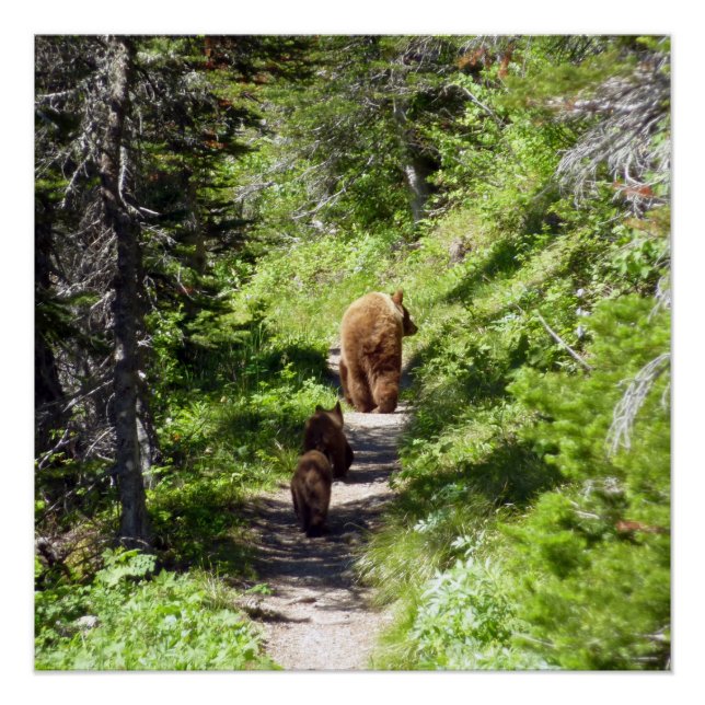 Pôster Família Brown Bear (Frente)