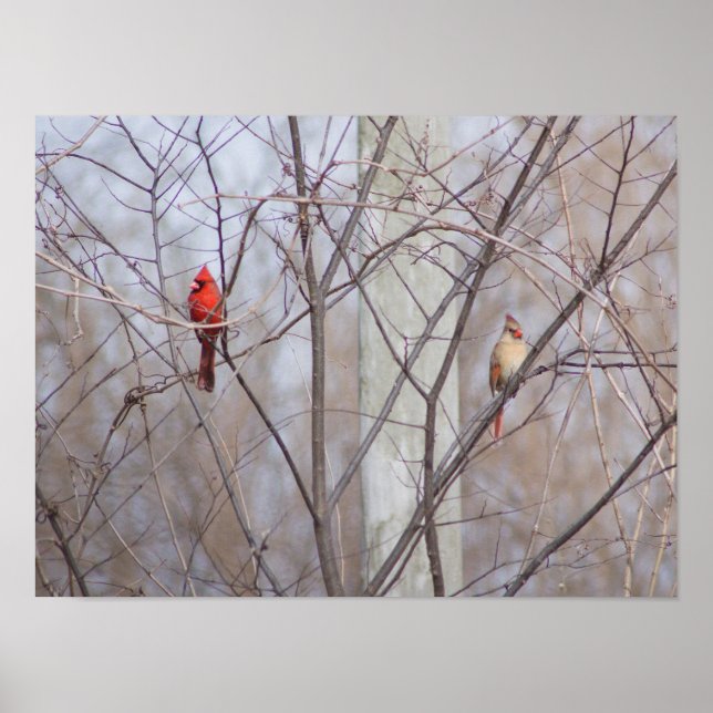 Poster Família Cardinal (Frente)