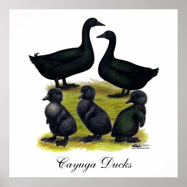 Poster Família Cayuga Duck (Frente)