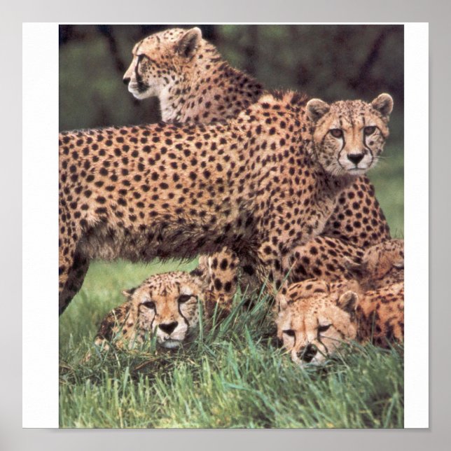 Pôster Família Cheetah (Frente)