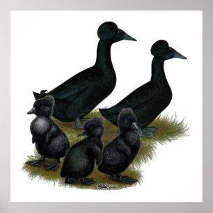 Pôster Família com crista preta do pato