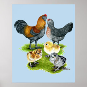 Pôster Família da galinha de Ameraucana