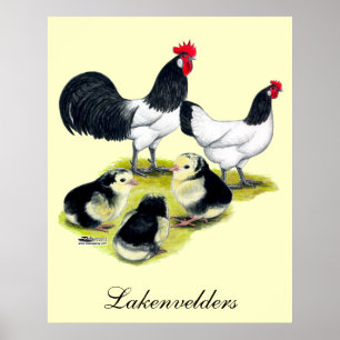 Pôster Família da galinha de Lakenvelder