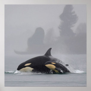 Poster Família da orca