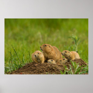 Poster Família de cão da pradaria no antro