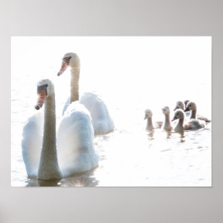 Poster Família de Cisne Branco com Cisnes Jovens Fotograf