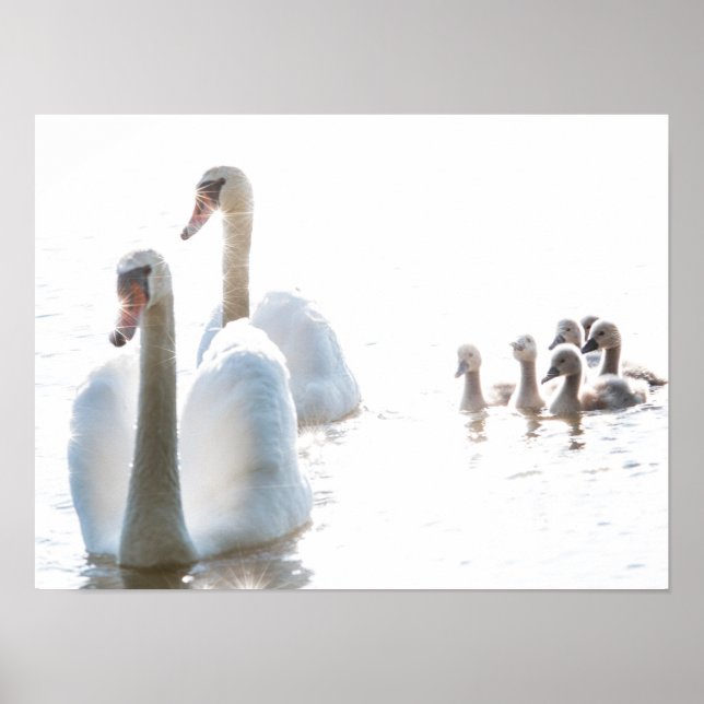 Poster Família de Cisne Branco com Cisnes Jovens Fotograf (Frente)