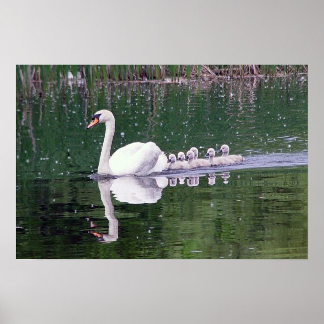 Poster Família De Cisnes (Frente)