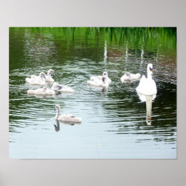 Pôster Família De Cisnes