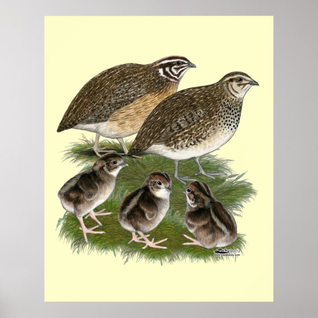 Poster Família de Codorniz Coturnix (Frente)