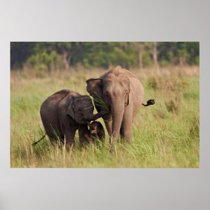 Pôster Família de Elefantes Asiáticos Indianos na Savana