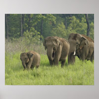Família de Elefantes Indianos