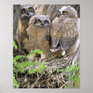 Poster Família de filhotes de coruja-real (Bubo virginian