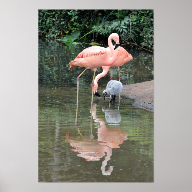 Pôster Família de Flamingos Vadeando (Frente)