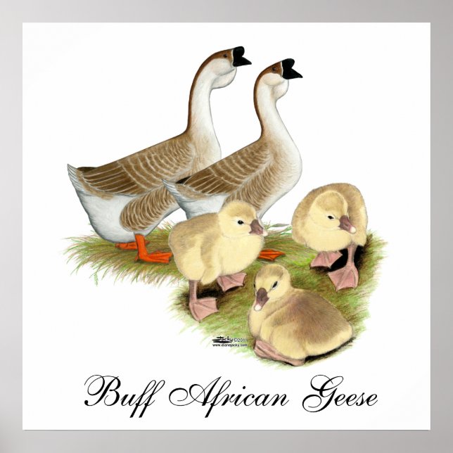 Pôster Família de Ganso Africano Buff (Frente)