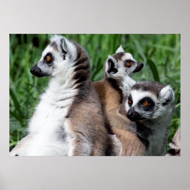 Poster Família de Lemur de Ring-tail (Frente)