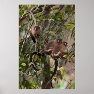 Poster Família de Macacos Marmoset