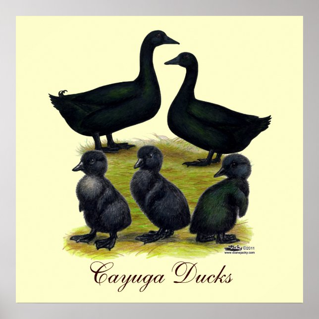 Pôster Família de Pato Cayuga (Frente)