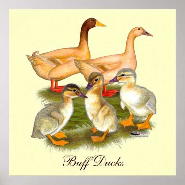 Poster Família de Pato Orpington Buff (Frente)