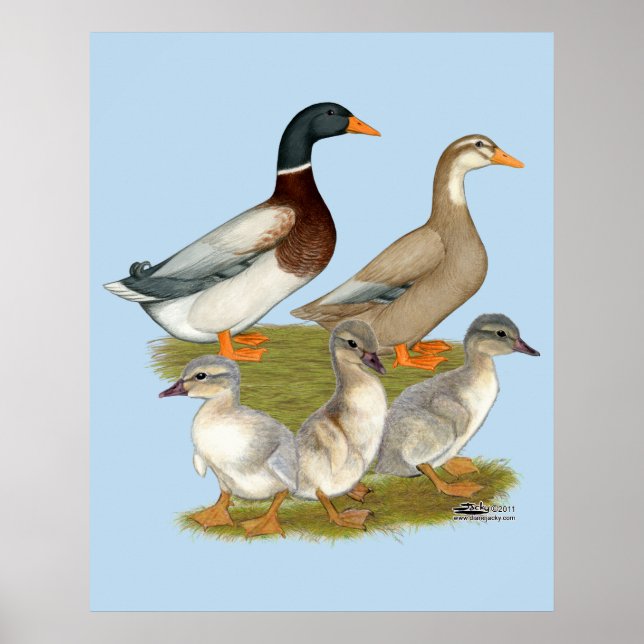 Poster Família de Patos da Saxónia (Frente)